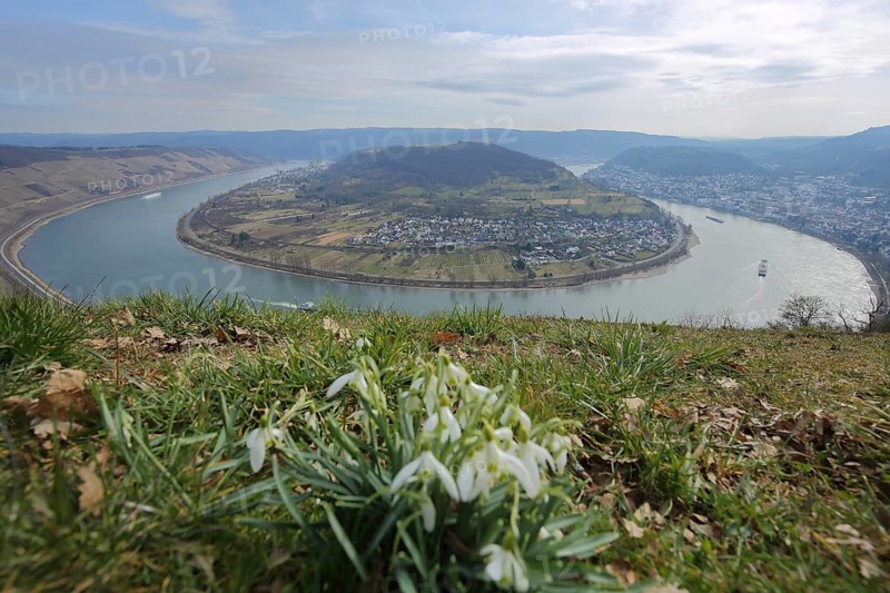 View with snowdrops on Rheinschleife, Rhine valley, banks of the Rhine, landscape, Gedeonseck, Hunsrück, river landscape, Boppard, Upper Middle Rhine Valley, Rhineland-Palatinate, Germany