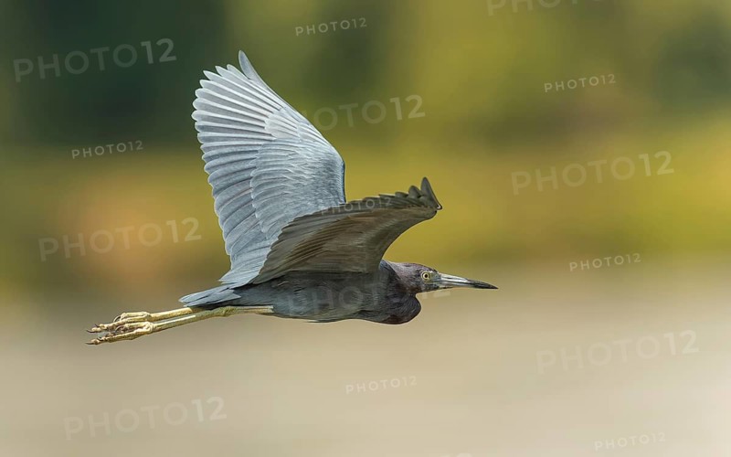 Naturfotografie Sylvia & Olaf Rentzsch