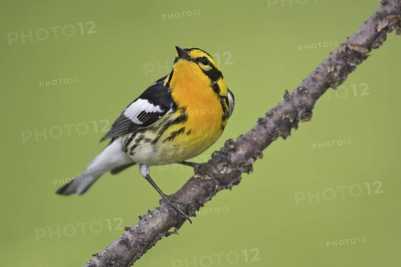 Blackburnian Warbler (Setophaga fusca) male, Ontario, Canada