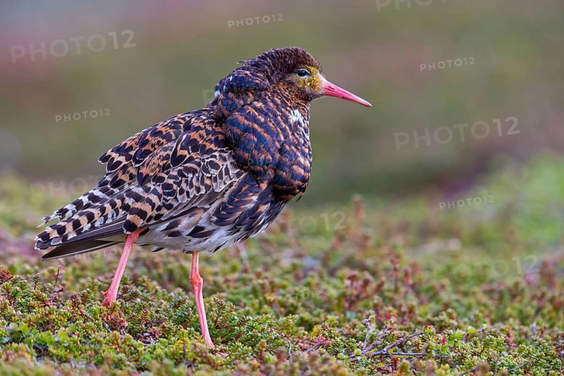 Ruff, (Philomachus pugnax), animals, birds, plumage during mating season, snipe bird, courtship, male, mating behaviour, mating season, Varanger, Finnmark, Norway