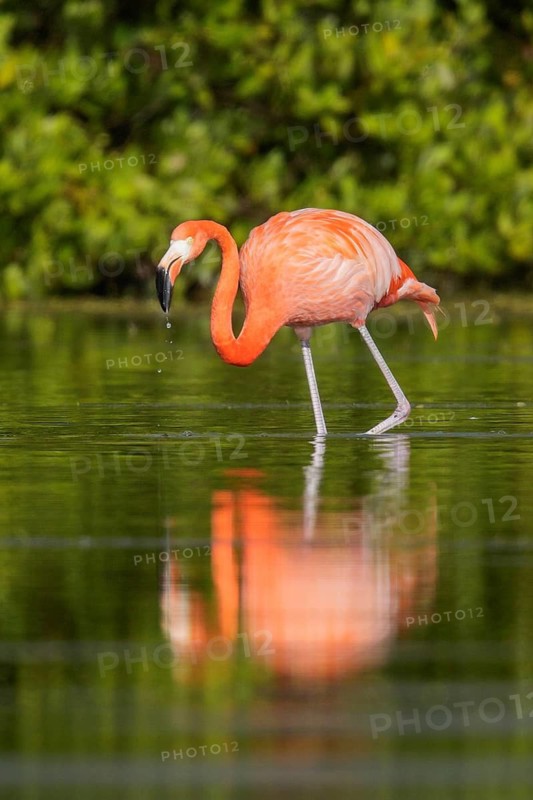 American flamingo (Phoenicopterus ruber) feeding in a lagoon in Cuba