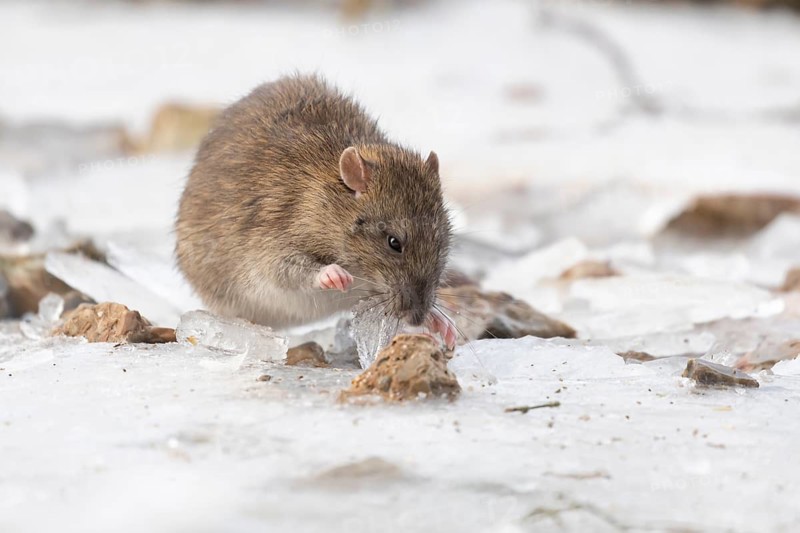 Brown rat (Rattus norvegicus) adult rodent animal searching for food under the ice of a frozen lake in winter, England, United Kingdom