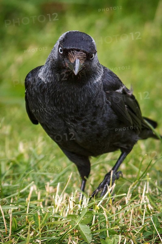 Western Jackdaw (Corvus monedula), Bempton, United Kingdom