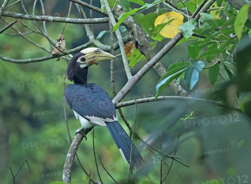 Oriental Pied Hornbill (Anthracoceros albirostris) female perched on a branch, Darjeeling, India