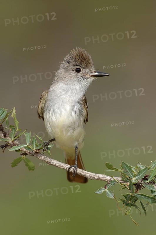 Ash-throated Flycatcher (Myiarchus cinerascens), Texas, USA