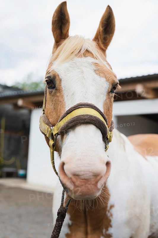 Close-up portrait of a brown and white horse wearing a yellow halter. The focus is on the horse's expressive eyes, with a blurred stable in the background, creating a tranquil scene
