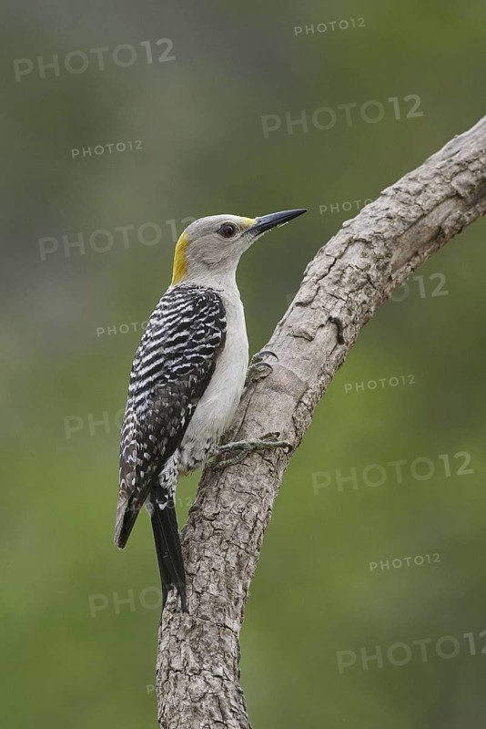 Golden-fronted Woodpecker (Melanerpes aurifrons), Texas, USA
