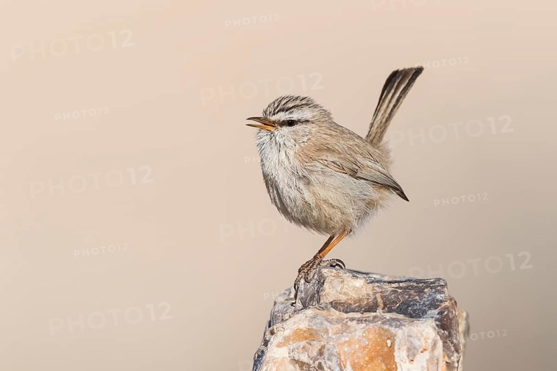 Streaked Scrub Warbler (Scotocerca inquieta) singing, Eilat, Israel