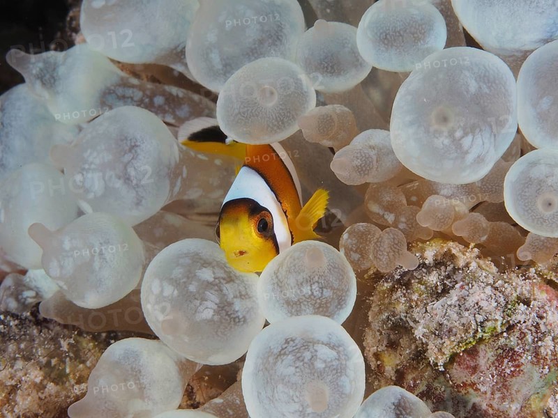 Red sea anemonefish juvenile (Amphiprion bicinctus juvenil)