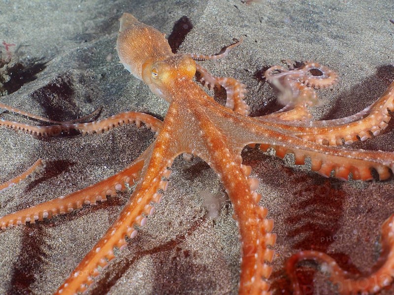 Callistoctopus macropus (Callistoctopus macropus)