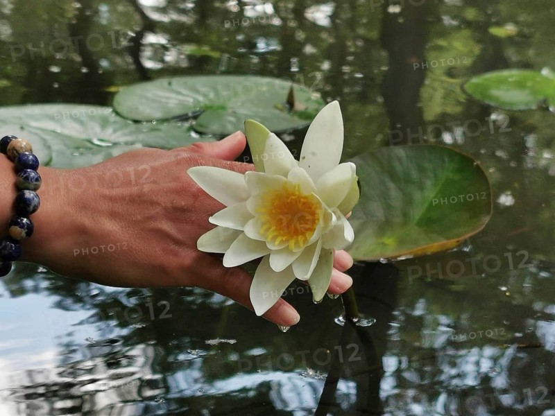 Hand holding a water lily (Nymphaea) over calm water with reflections, Spreewald Biosphere Reserve