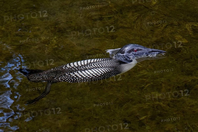 Great Northern Loon (Gavia immer), British Columbia, Canada