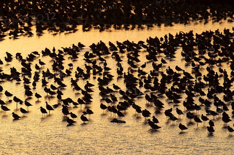 Black tailed godwit (Limosa limosa) adult wading birds in a large flock at high tide on a shallow lagoon at sunset, RSPB Frampton marsh nature reserve, Lincolnshire, England, United Kingdom
