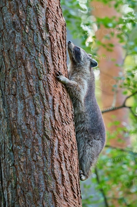 Raccoon (Procyon lotor), climbing on a tree trunk in the forest, Hesse, Germany