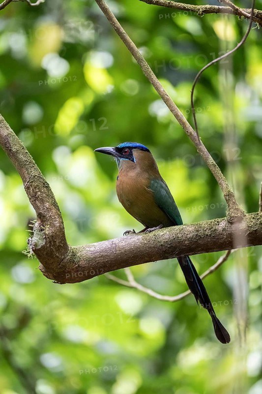 Blue-crowned motmot (Momotus lessonii), colourful bird sitting on a branch, tropical rainforest, Corcovado National Park, Osa, Puntarena Province, Costa Rica