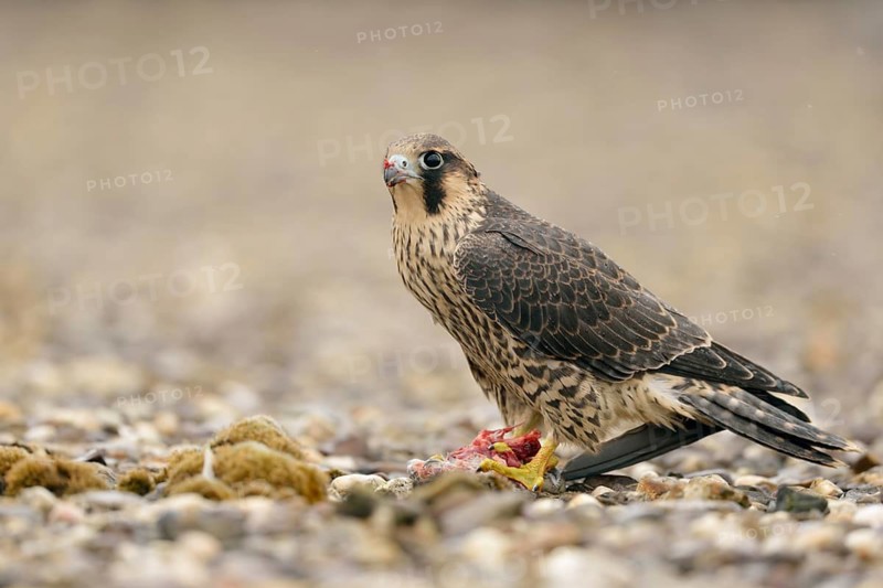 Peregrine Falcon (Falco peregrinus) young male, North Rhine-Westphalia, Germany