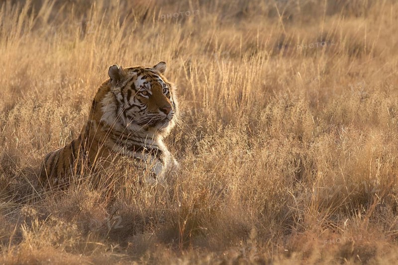 Bengal Tiger (Panthera tigris) male portrait in backlight, captive, Philippolis, South Africa