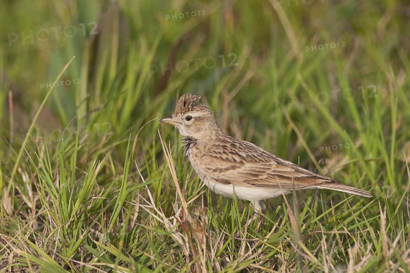 Greater Short-toed Lark (Calandrella brachydactyla), Ankara, Turkey