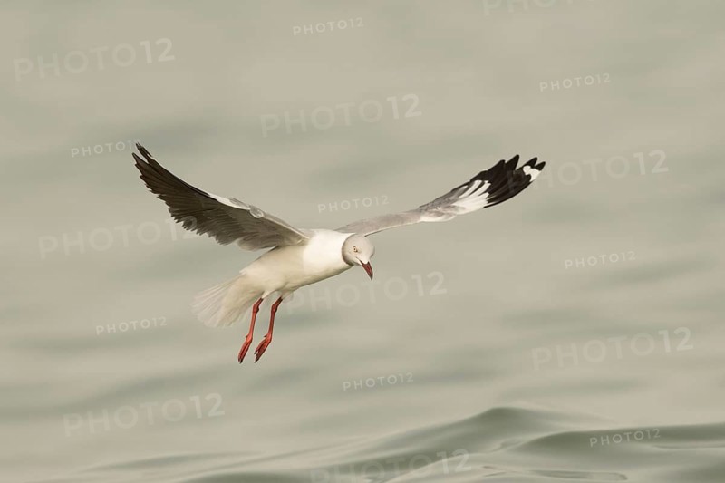 Grey-headed Gull (Chroicocephalus cirrocephalus) flying, Gambia