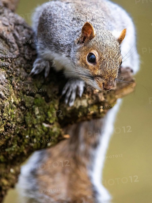 Grey Squirrel, Sciurus carolinensis in a forest