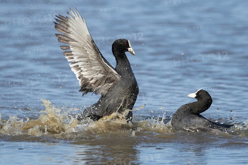 Eurasian coot (Fulica atra) two adult birds fighting on a lagoon, RSPB Minsmere nature reserve, Suffolk, England, United Kingdom