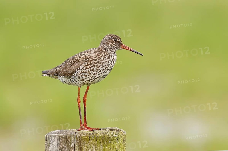 Redshank (Tringa totanus) standing on a pasture fence post, snipe bird, spring, wildlife, Hüde, Ochsenmoor, Dümmer See, Hüde, Lower Saxony, Germany