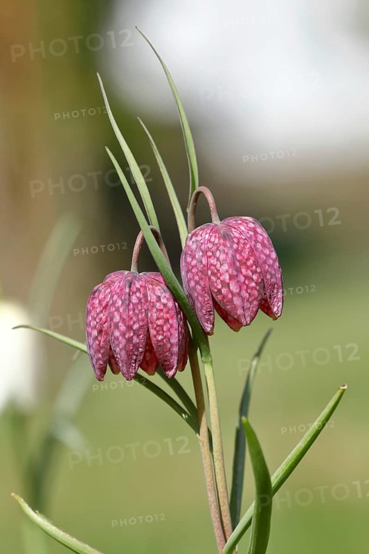 Snake's head fritillary (Fritillaria meleagris), in a meadow, Wilden, North Rhine-Westphalia, Germany