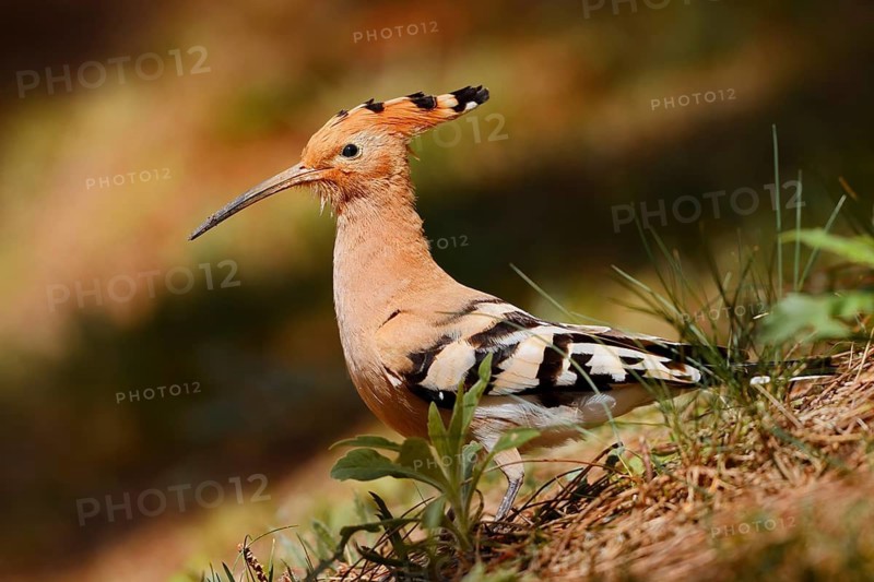 Hoopoe (Upupa epops), Algarve, Portugal