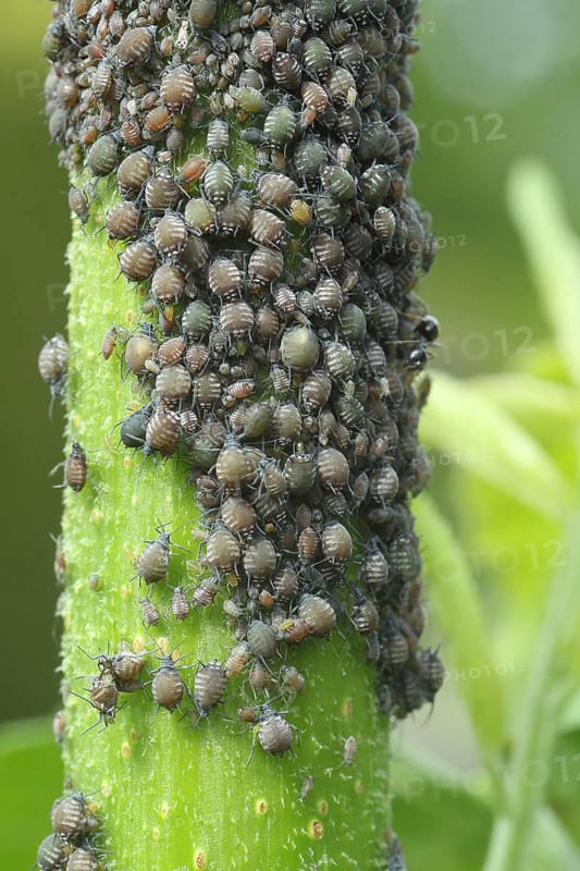 Black elderberry aphids (Aphis sambuci) colony on elderberry stems (Sambucus) Allgäu, Bavaria, Germany