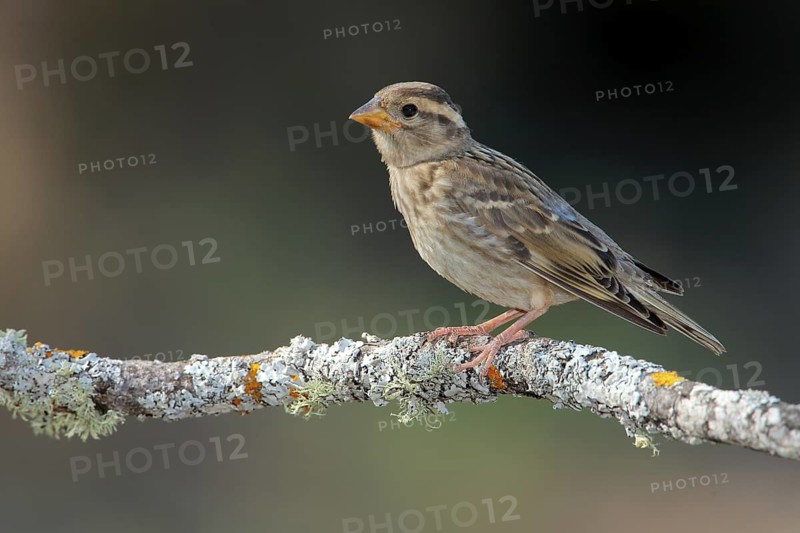 Rock Sparrow (Petronia petronia) juvenile, Andalusia, Spain