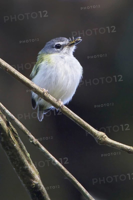 Short-tailed Pygmy Tyrant (Myiornis ecaudatus), Manu National Park, Peru
