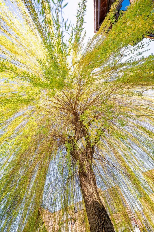 A majestic willow tree, whose green branches glow in sunlight, stretches to the sky, Aidlingen, Böblingen district, Germany