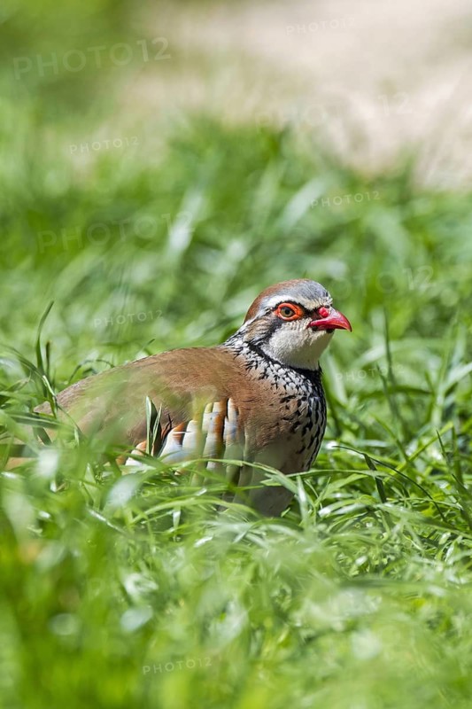 Red-legged partridge (Alectoris rufa), French partridge foraging in meadow, grassland