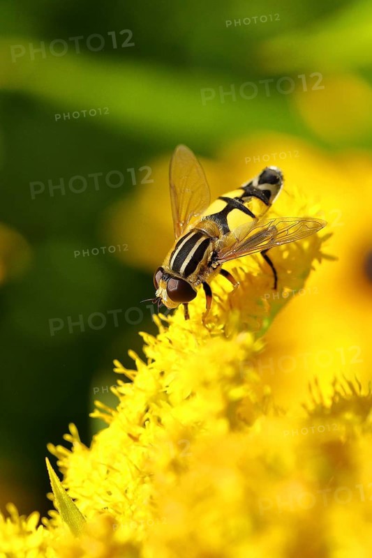 Dangling sunlover (Helophilus pendulus), on Canada goldenrod (Solidago canadensis), Wilden, North Rhine-Westphalia, Germany