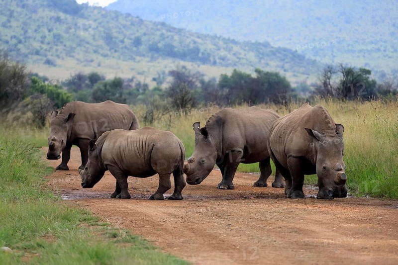 White rhino (Ceratotherium simum), white rhino, adult, group, on track, foraging, dehorned, horn removed, Pilanesberg National Park, North West Province, South Africa, Africa, Germany