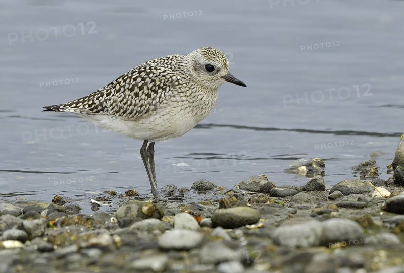 Grey Plover (Pluvialis squatarola), British Columbia, Canada