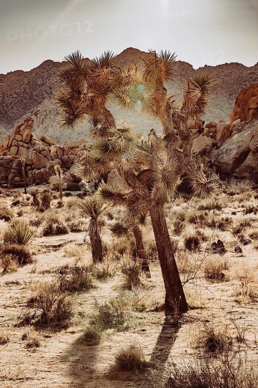 Joshua Tree National Park
