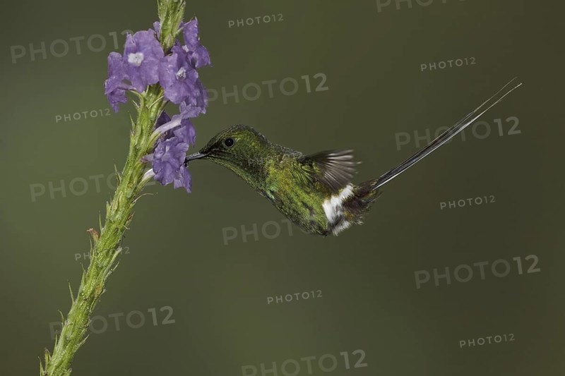 Black-bellied Thorntail (Discosura langsdorffi), Ecuador