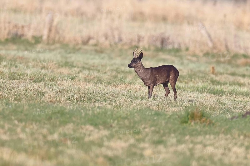 Roebuck (Capreolus capreolus), black roe deer, male foraging in a meadow, old animal, wildlife, black colour variant, Ochsenmoor, Dümmer See nature park Park, Hüde Lower Saxony, Germany