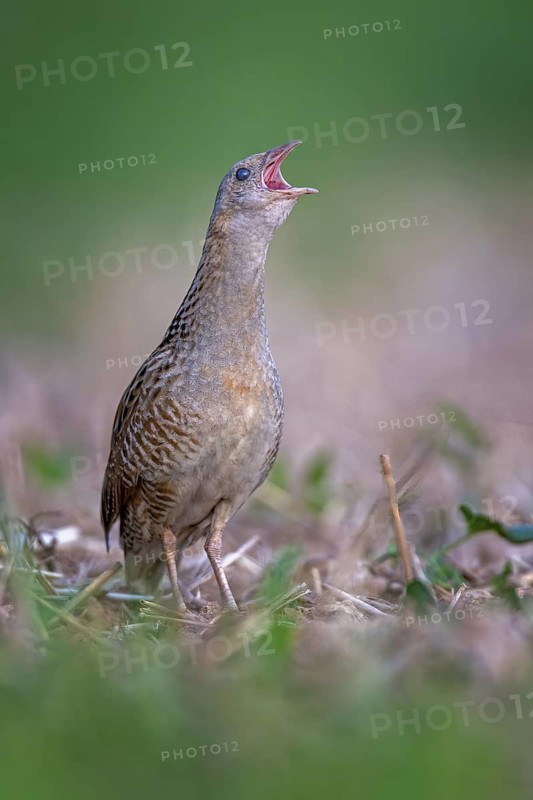 Corn Crake (Crex crex) calling, Saxony-Anhalt, Germany