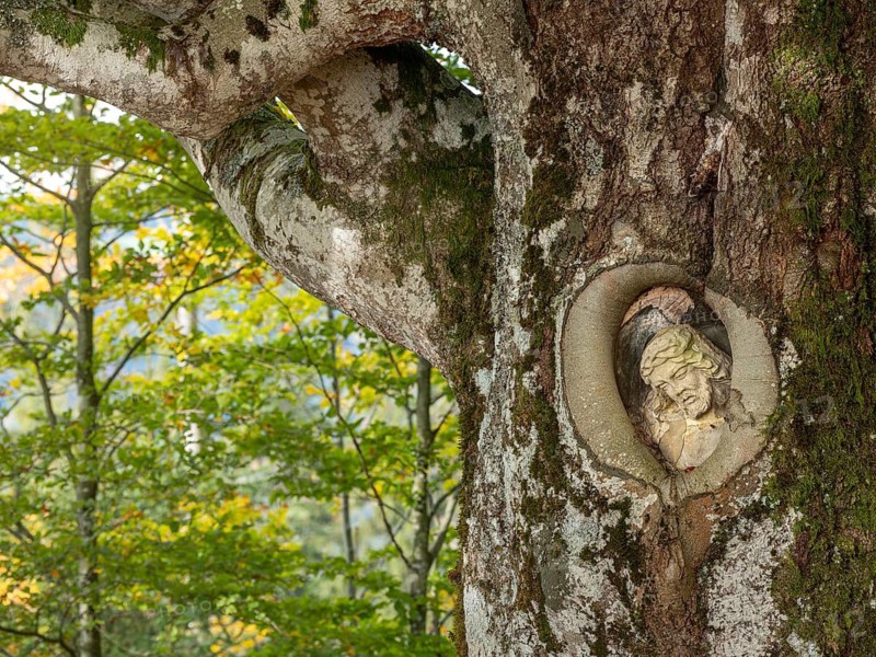 The Balzer Herrgott, also known as Winkelherrgott, Christ figure grown into an old moss-covered willow beech tree in autumn, Gütenbach, Black Forest, Baden-Württemberg, Germany