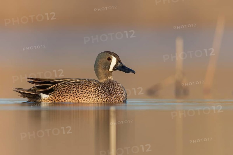 Blue-winged Teal (Anas discors) swimming in a pond in Manitoba, Canada