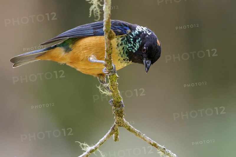 Spangled-cheeked Tanager (Tangara dowii) perched on a branch in Costa Rica
