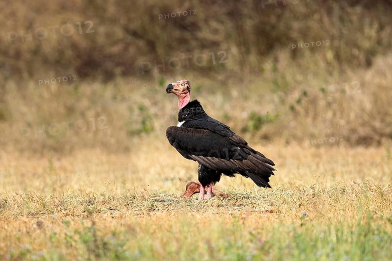 Red-headed Vulture (Sarcogyps calvus), Preah Vihear, Cambodia