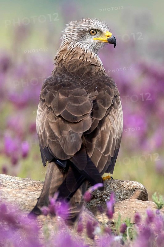 Black Kite (Milvus migrans) amongst flowers, Madrid, Spain