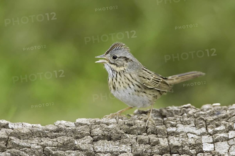 Lincoln's Sparrow (Melospiza lincolnii), Texas, USA