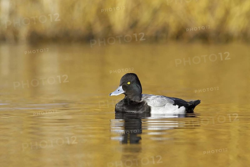 Lesser Scaup (Aythya affinis) male, British Columbia, Canada