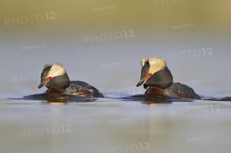 Horned Grebe (Podiceps auritus), Saskatchewan, Canada