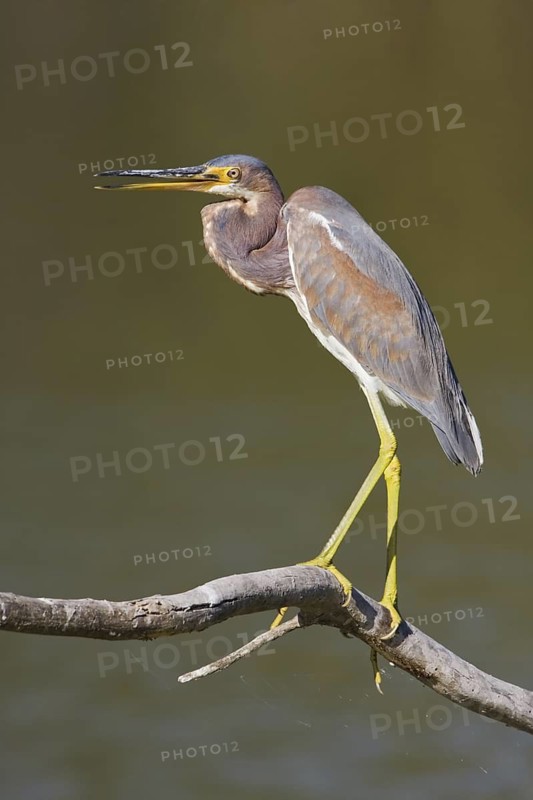 Tricolored Heron (Egretta tricolor), Texas, USA