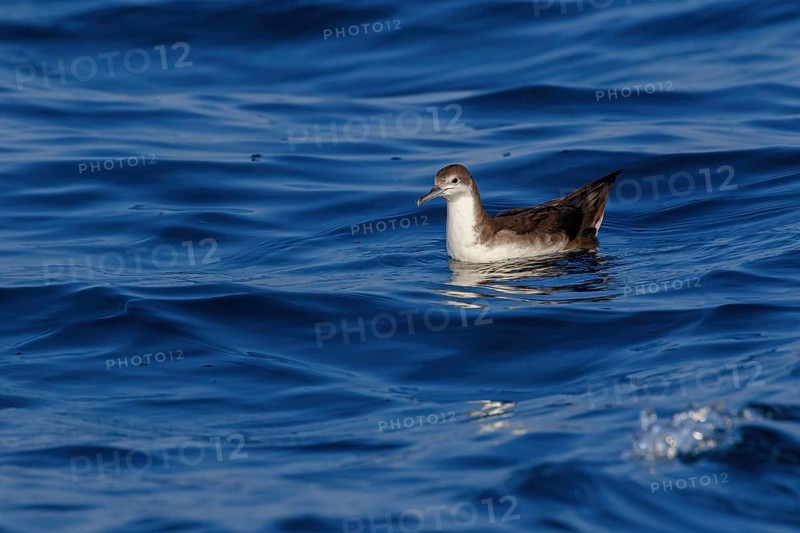 Arabian Shearwater, Persian Shearwater, (Puffinus persicus), family of shearwaters, Off Mirbat, Salalah, Dhofar, Oman